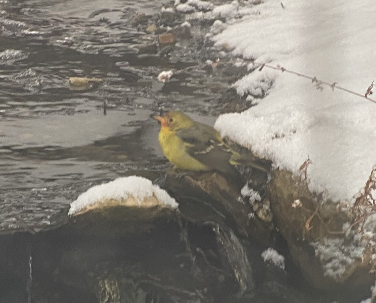 Western Tanager - ML646787957