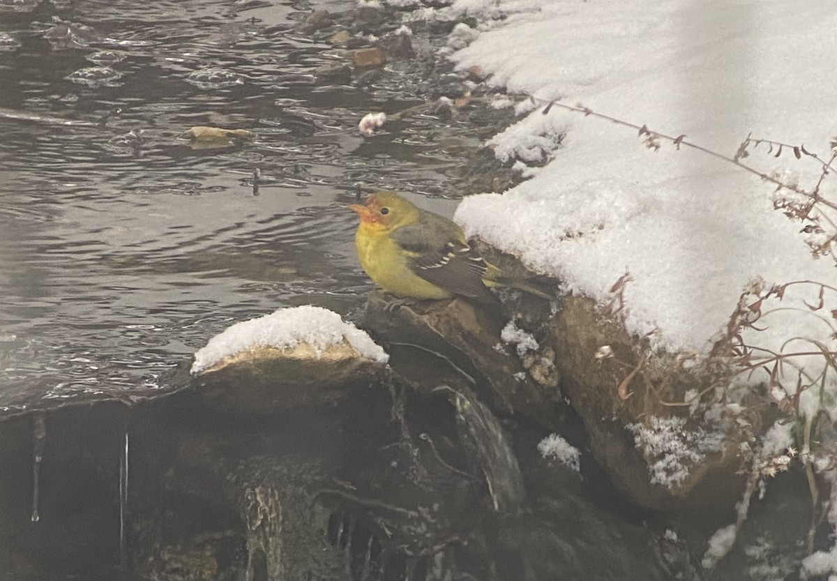 Western Tanager - ML646787958