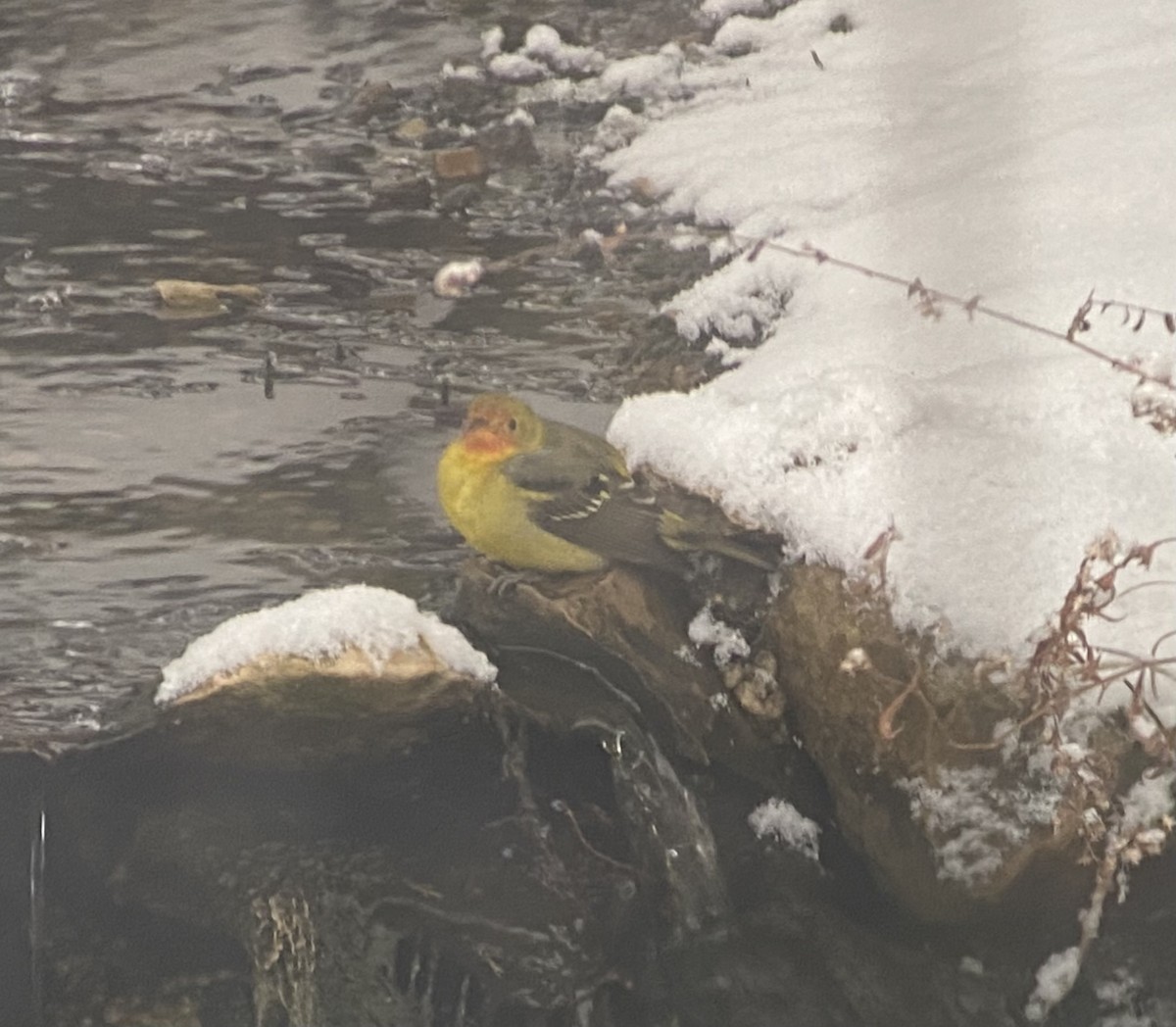 Western Tanager - ML646787959