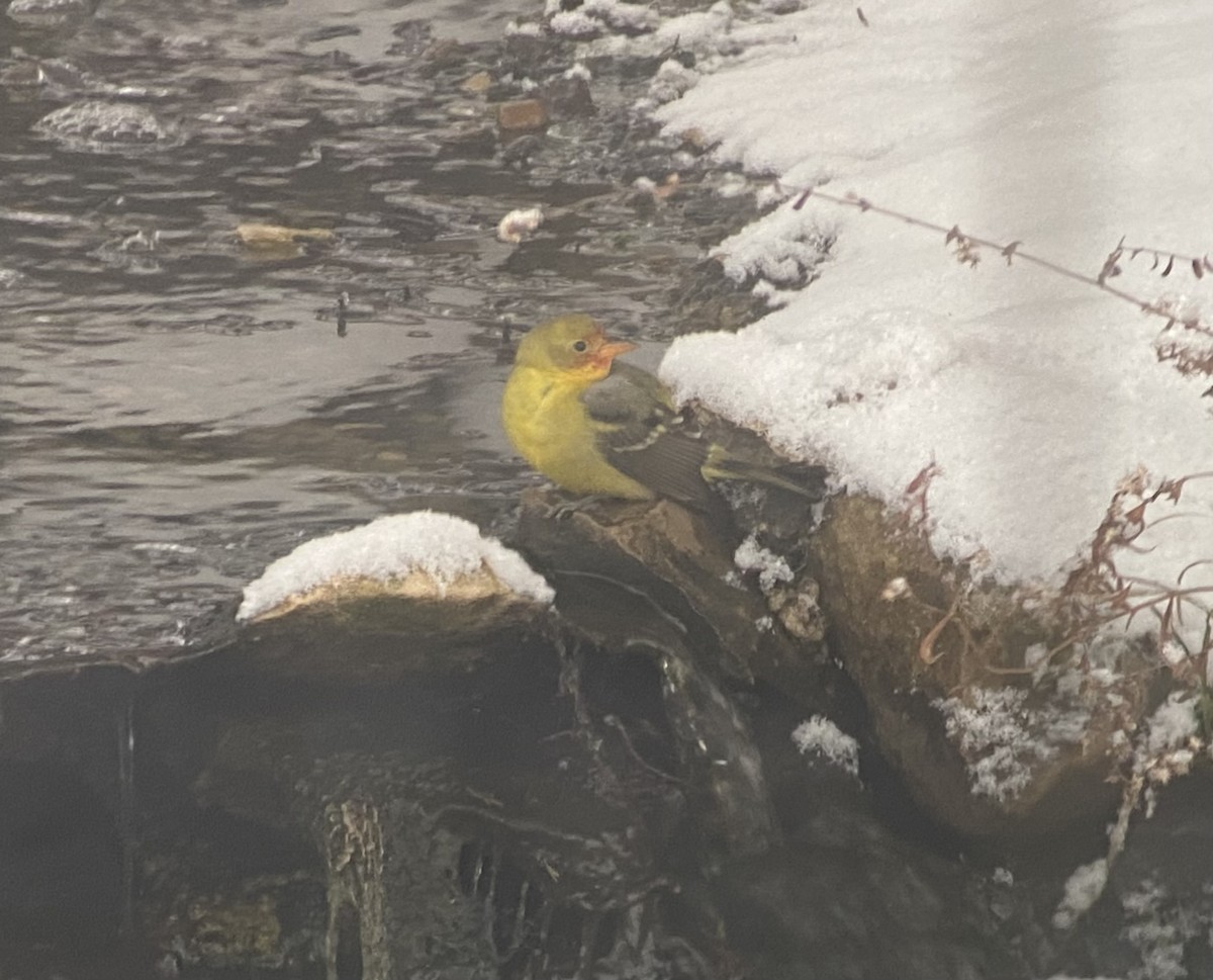 Western Tanager - ML646787960