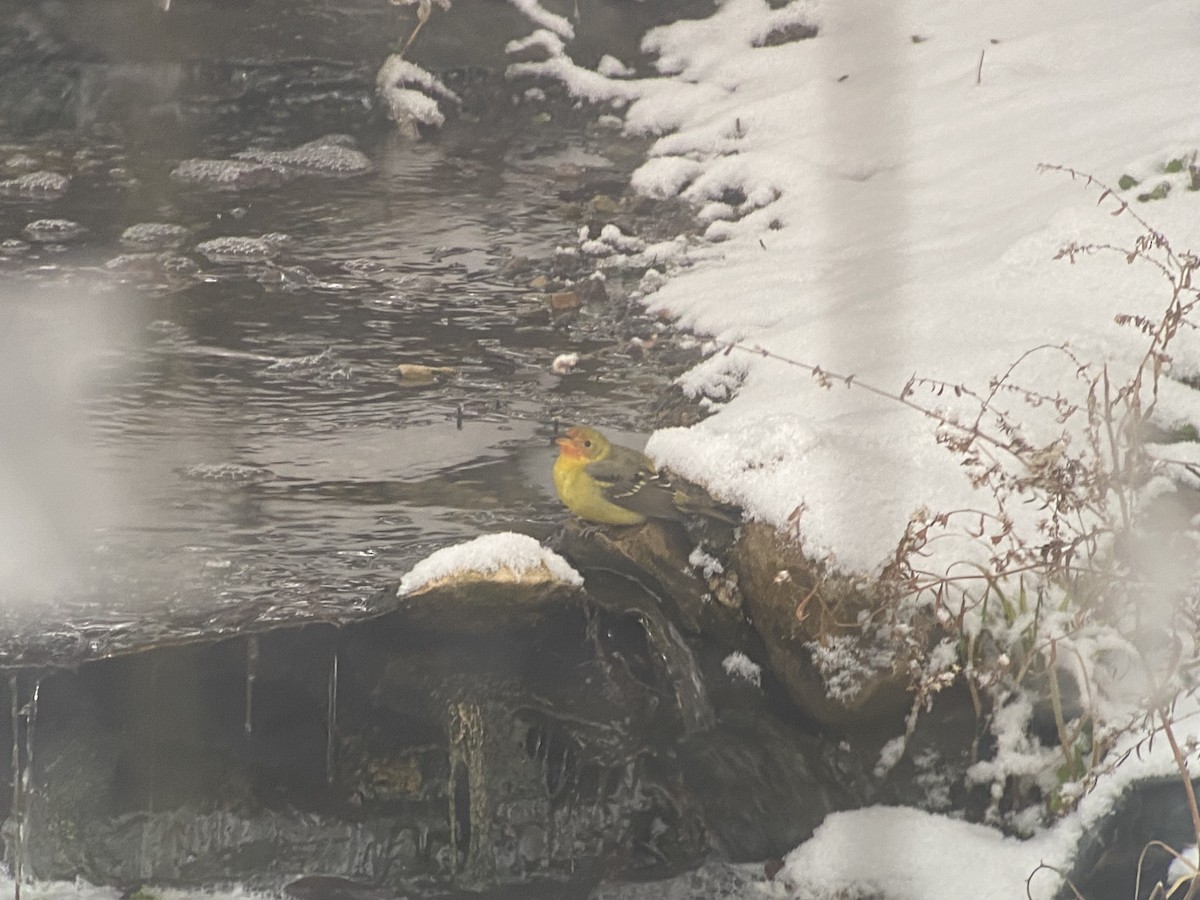 Western Tanager - ML646787961