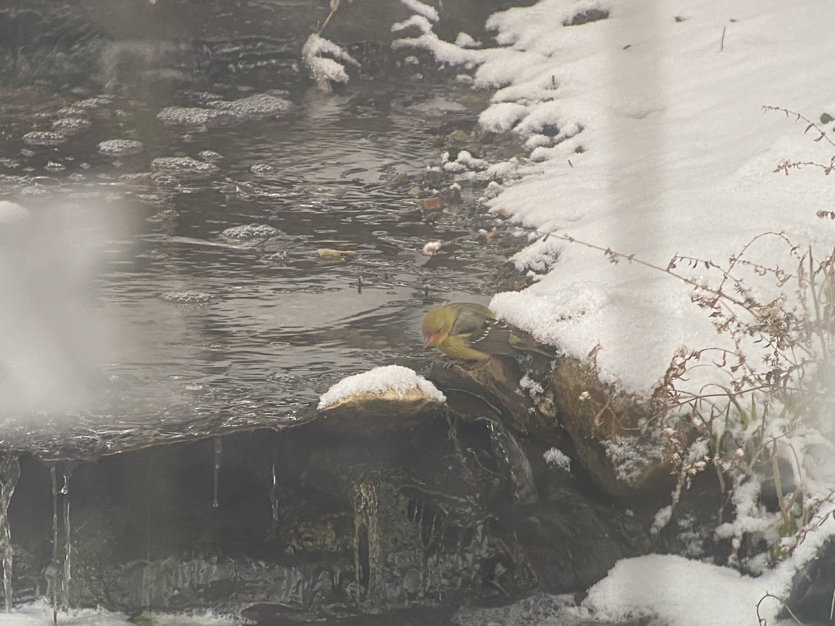 Western Tanager - ML646787962