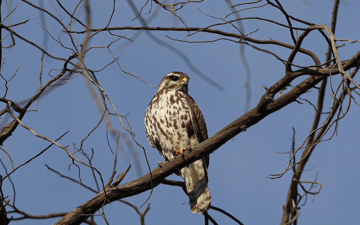 Канюк мексиканський - ML646787969