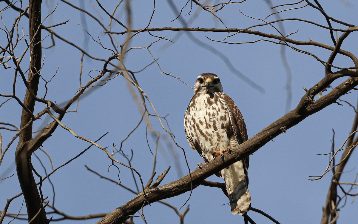 Канюк мексиканський - ML646787970