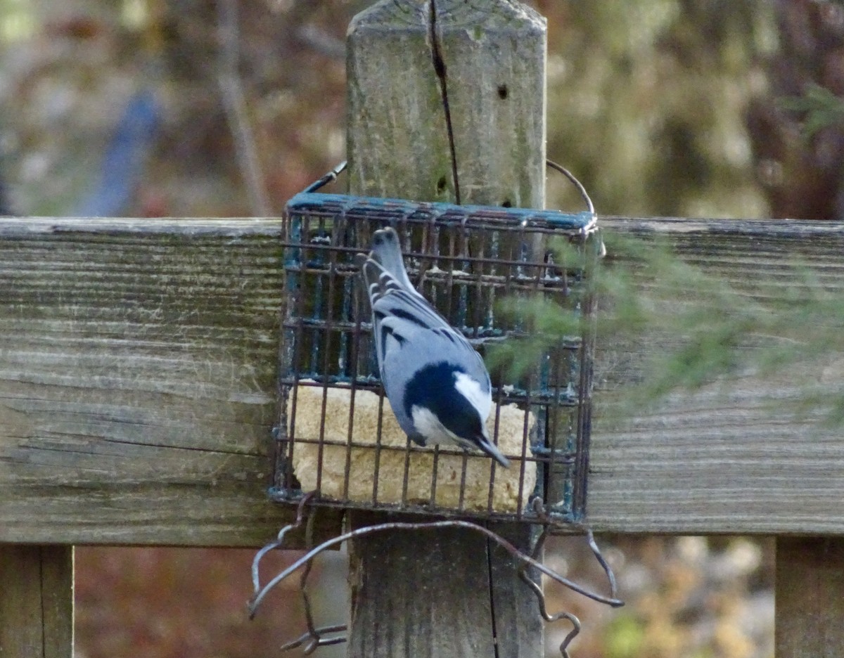 brhlík běloprsý - ML646787976