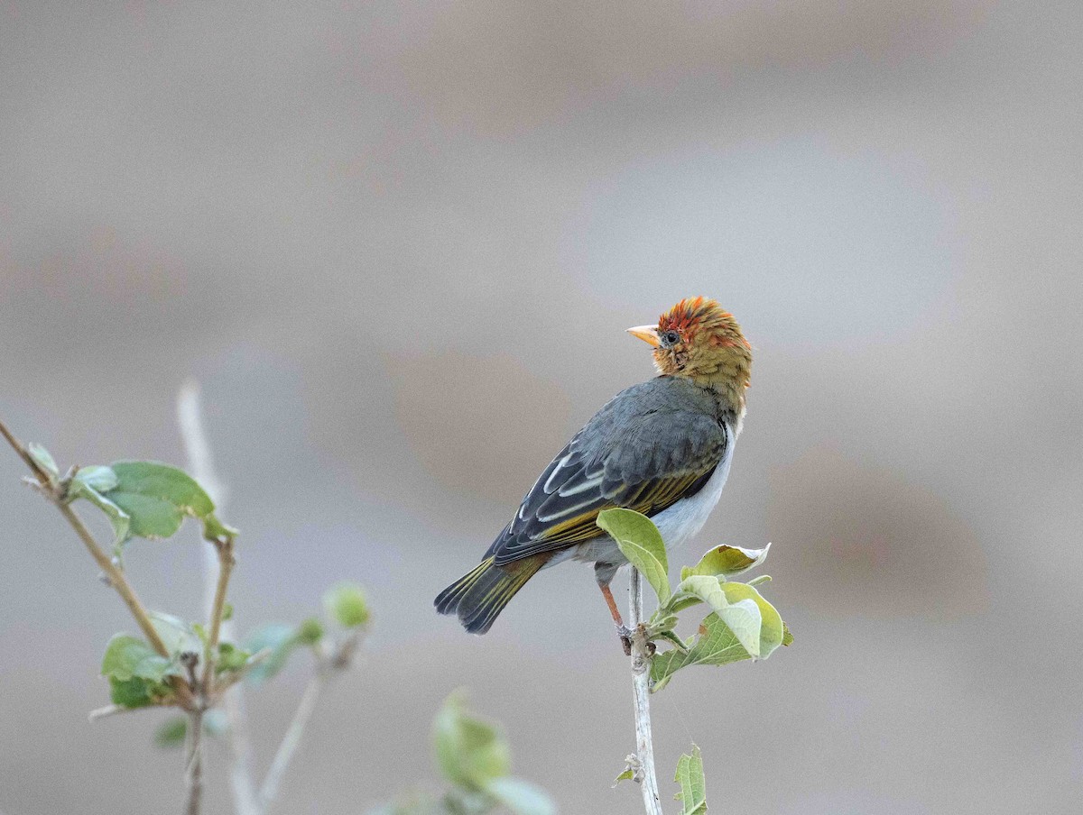 Red-headed Weaver - ML646787977