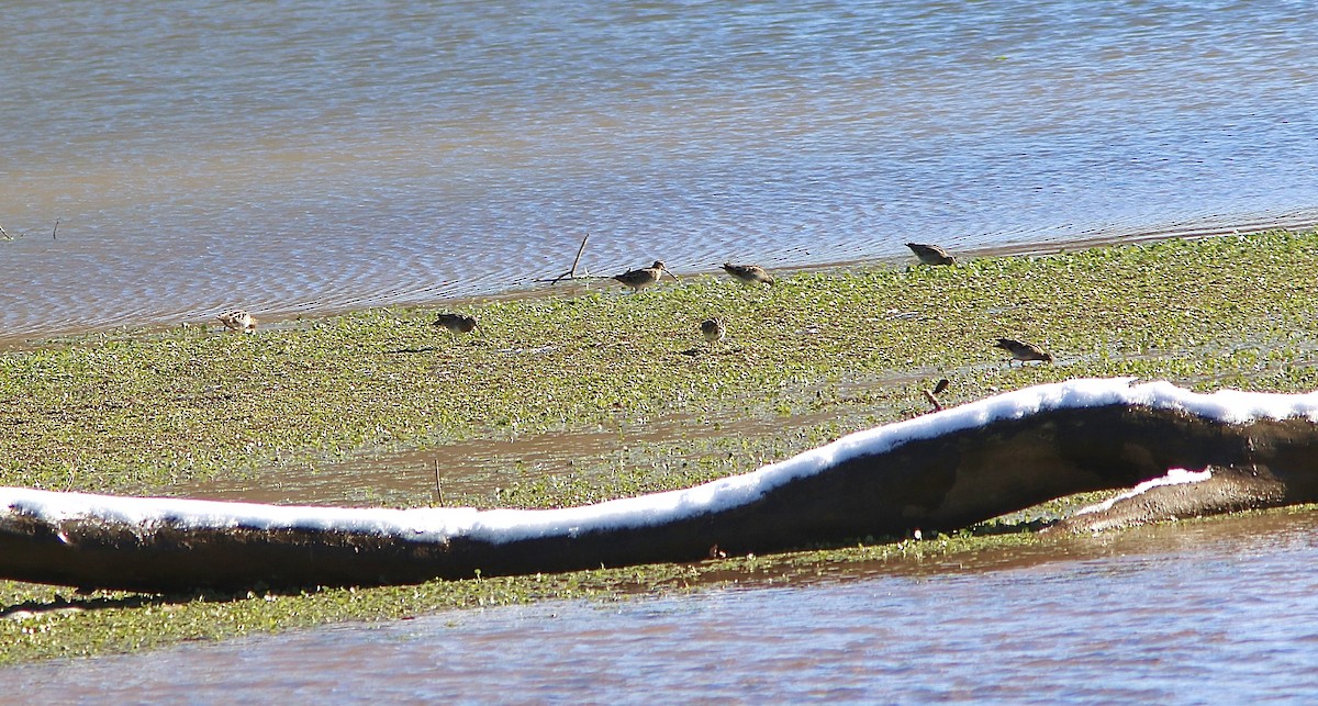 Wilson's Snipe - ML646787980