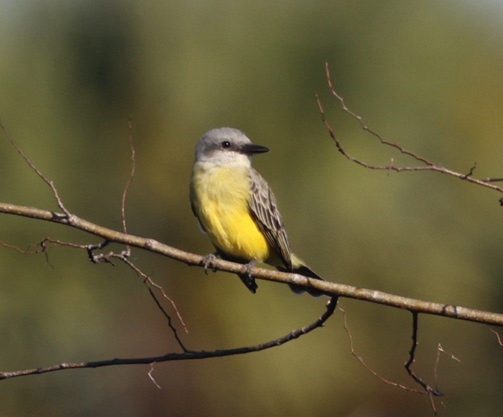 Tropical Kingbird - ML646787983