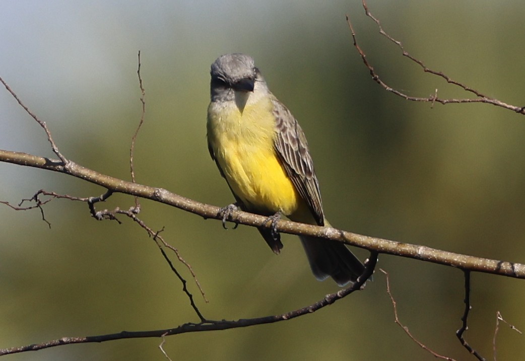 Tropical Kingbird - ML646787984