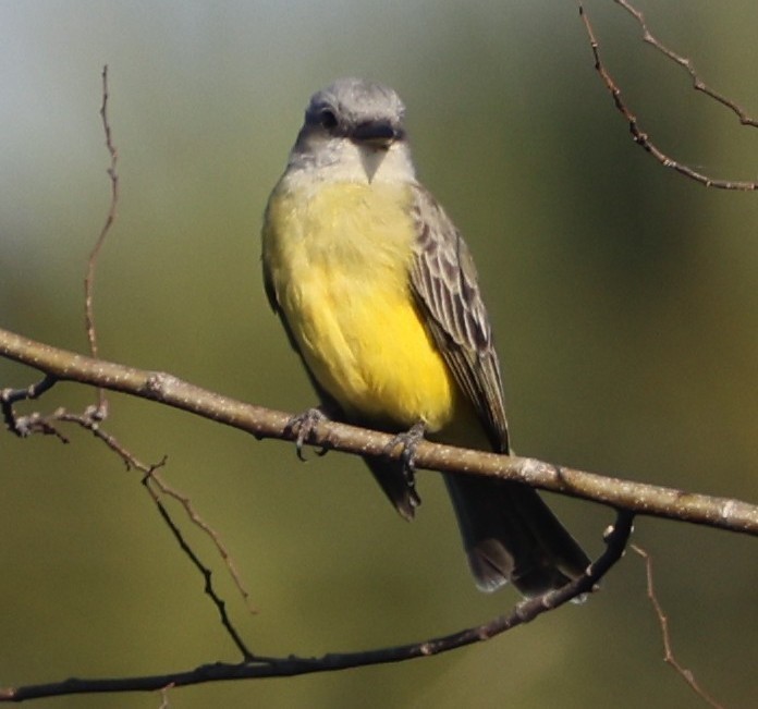 Tropical Kingbird - ML646787985