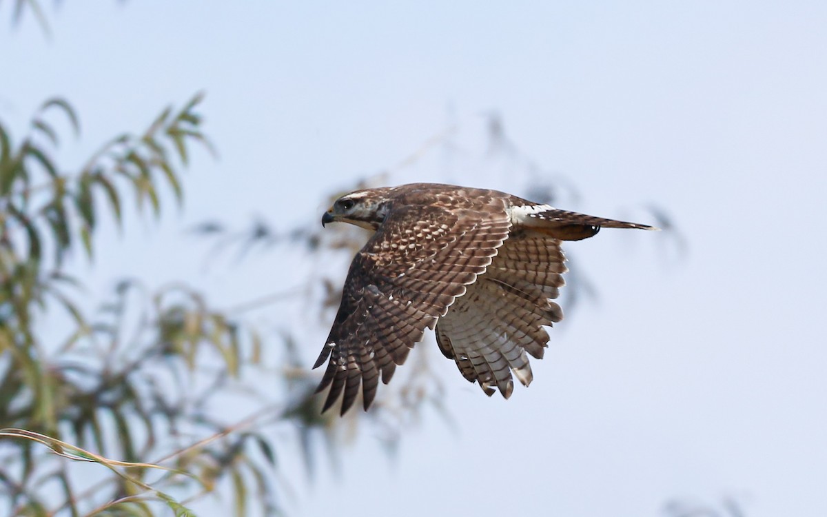 Канюк мексиканський - ML646787987