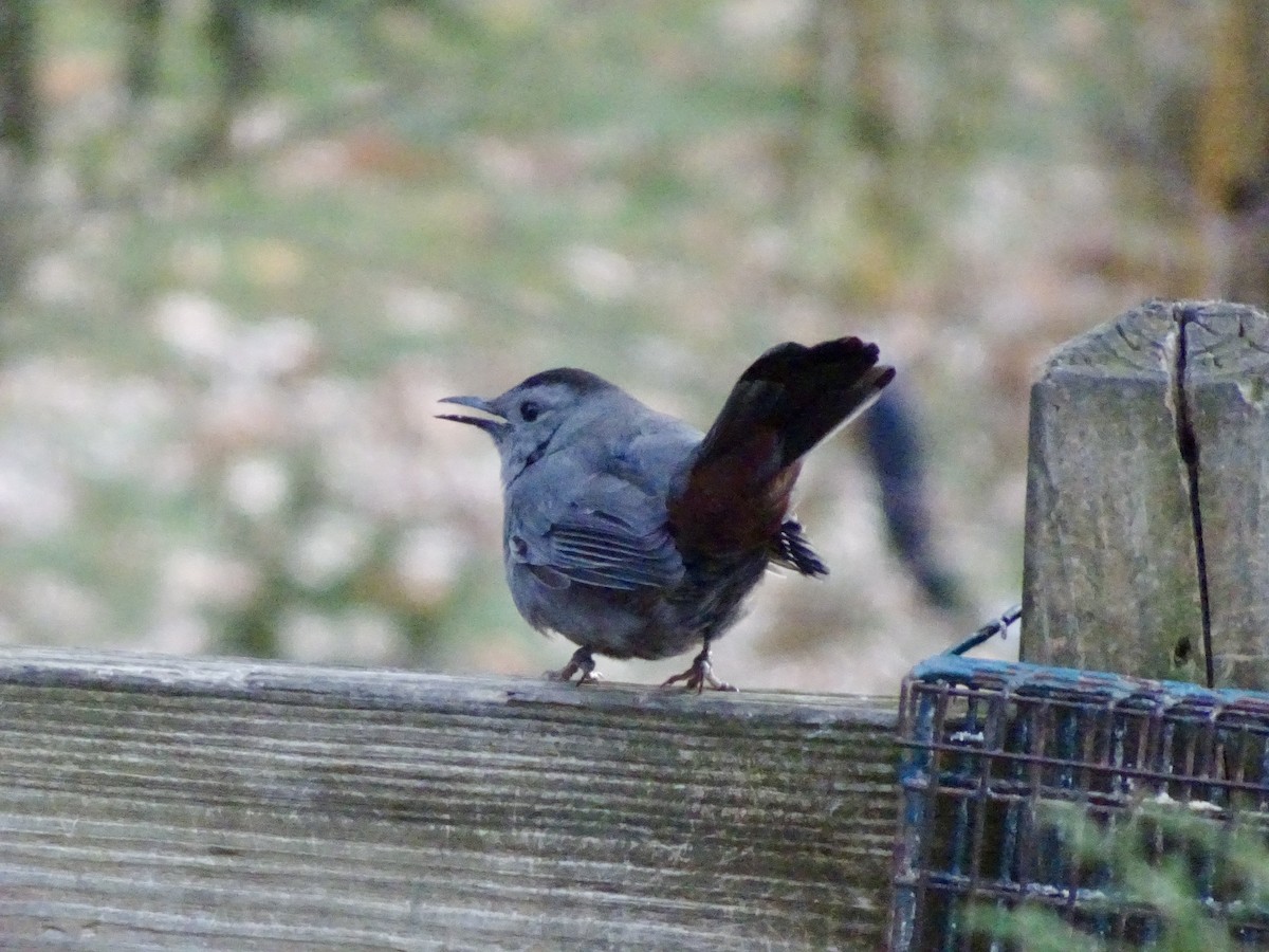 drozdec černohlavý - ML646787990