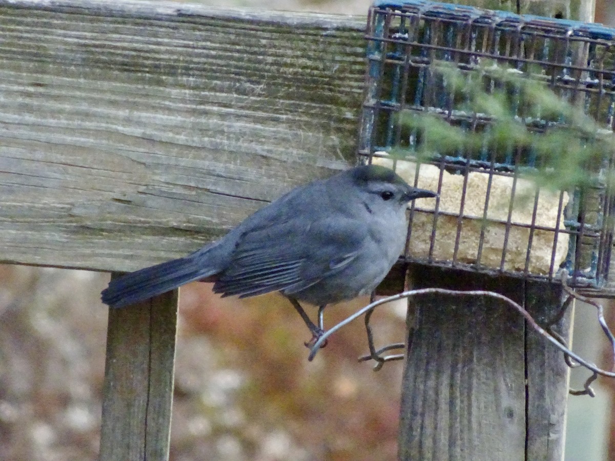 drozdec černohlavý - ML646787991