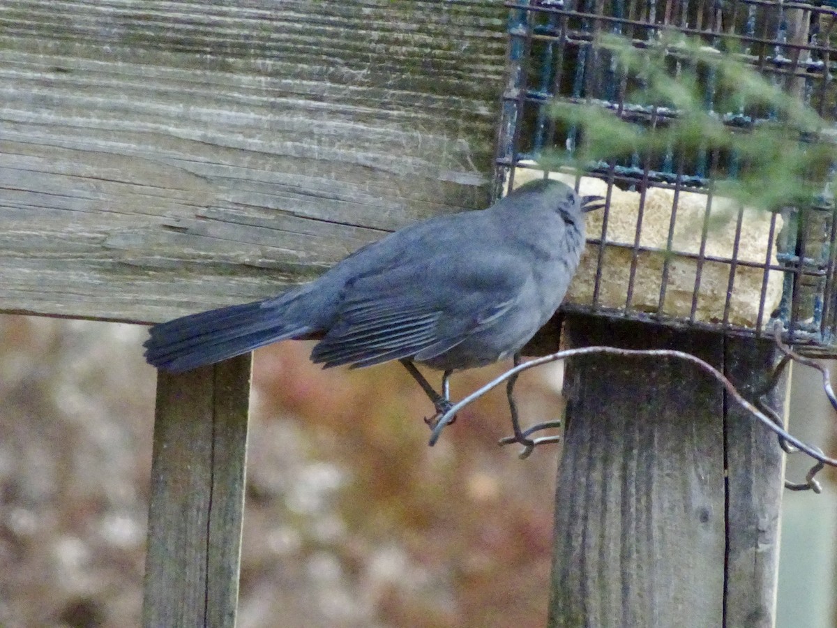 drozdec černohlavý - ML646787992