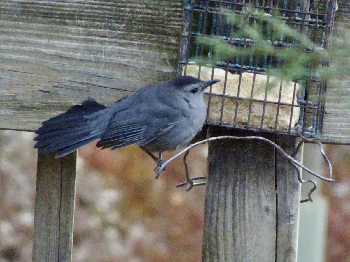 drozdec černohlavý - ML646787993