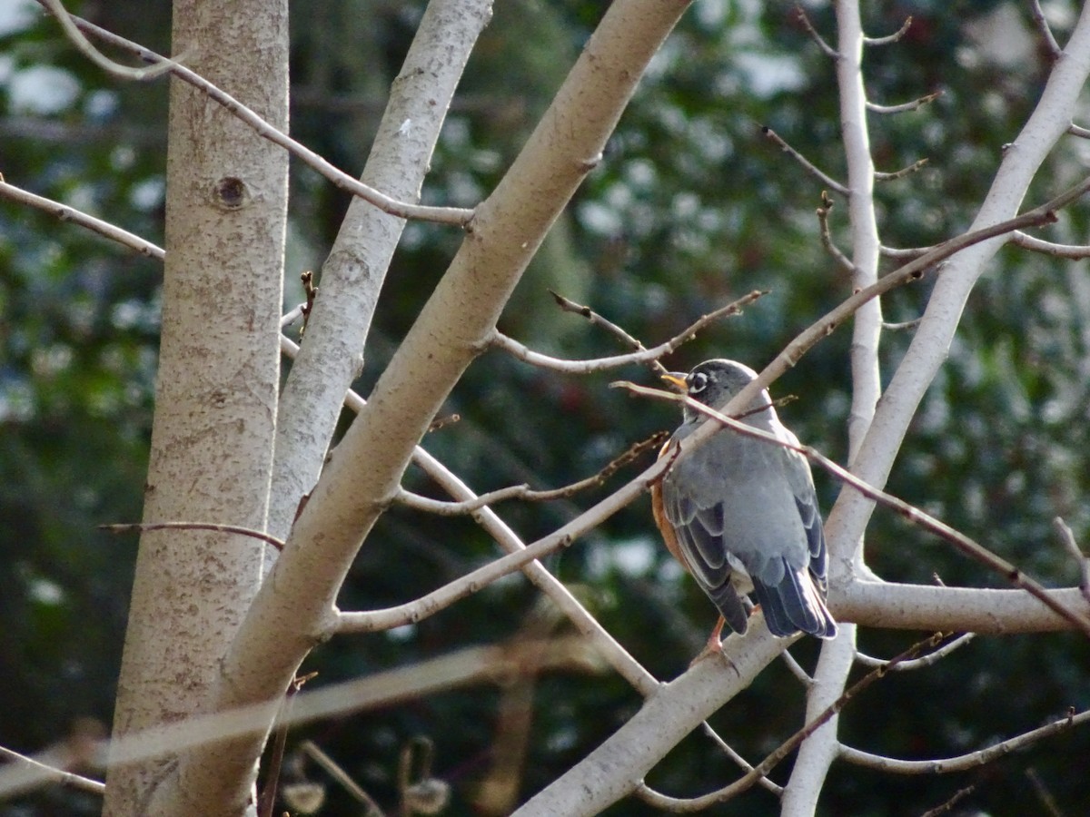 drozd stěhovavý - ML646787997