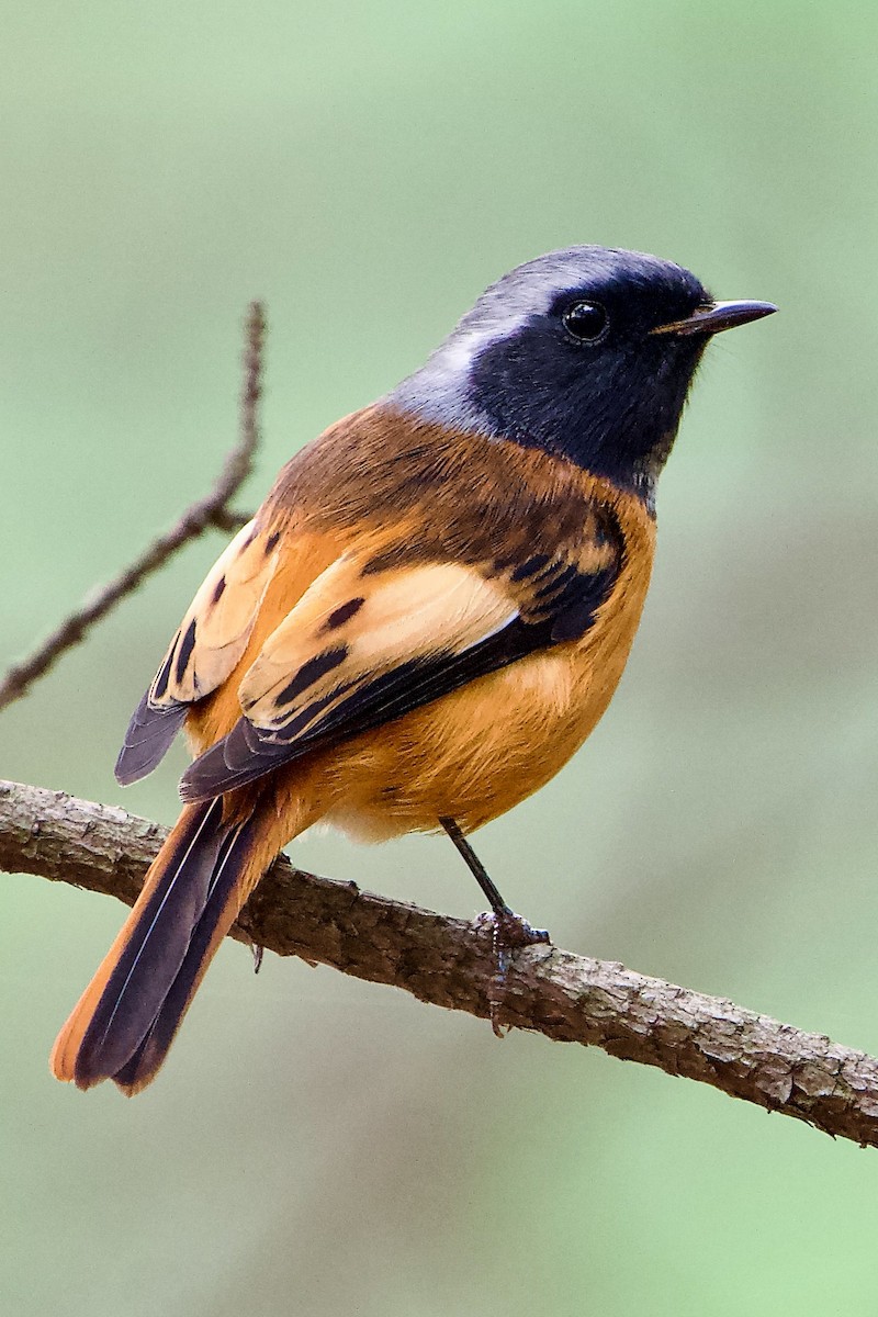 Spiegelrotschwanz - ML646787998