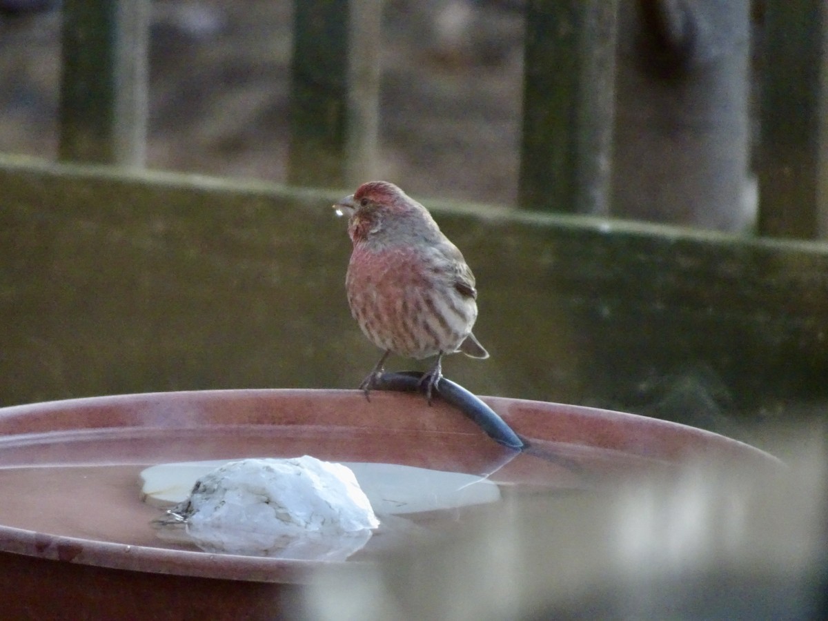 hýl rudoprsý - ML646788001