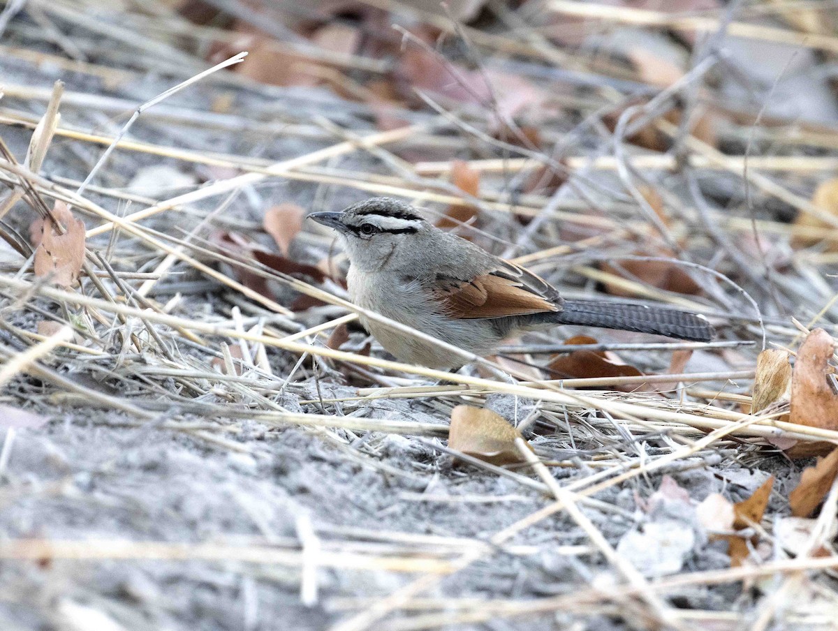 Brown-crowned Tchagra - ML646788007