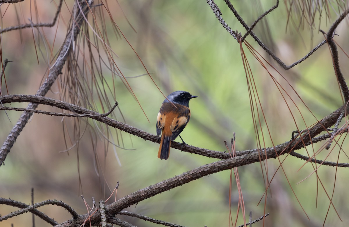 Spiegelrotschwanz - ML646788012