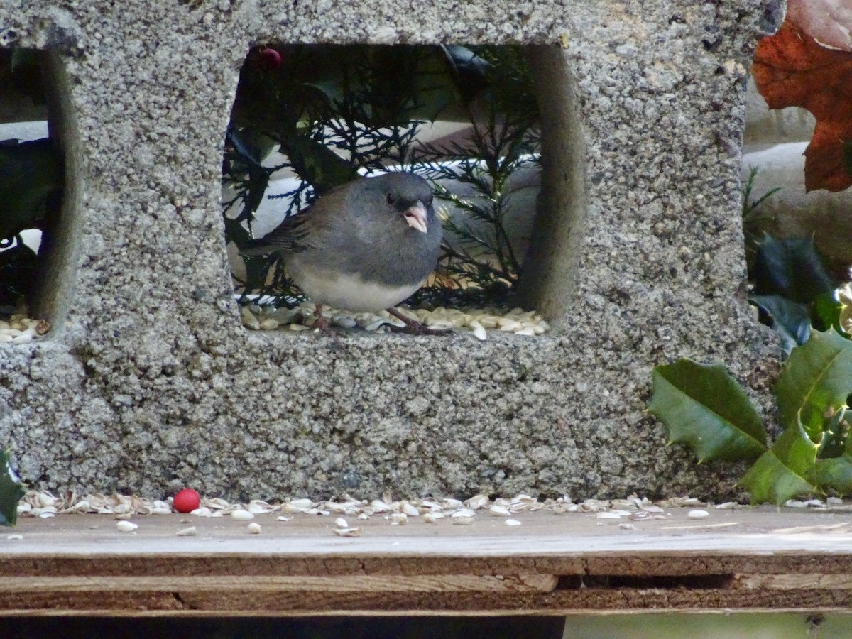 strnadec zimní - ML646788013