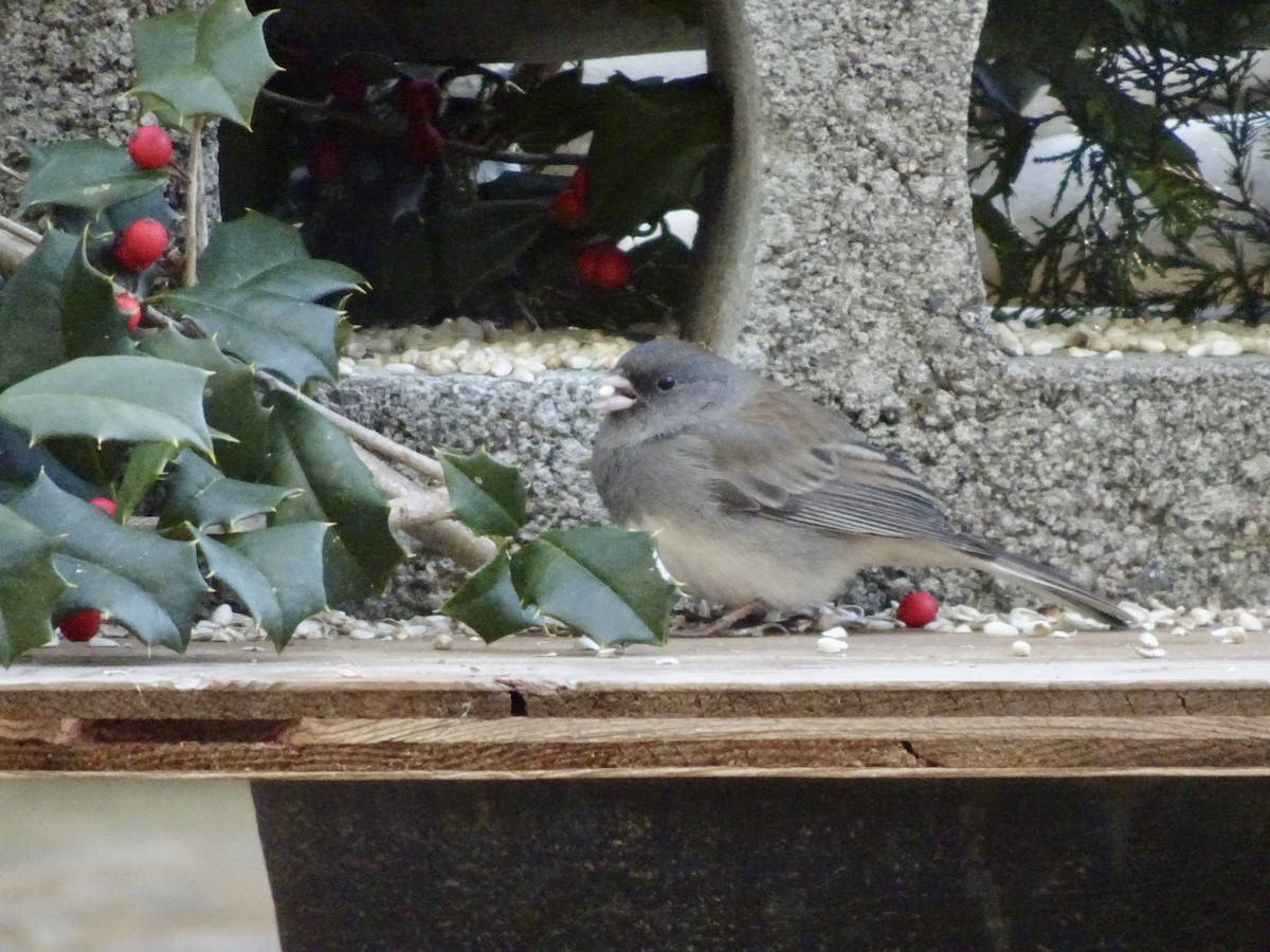 strnadec zimní - ML646788014