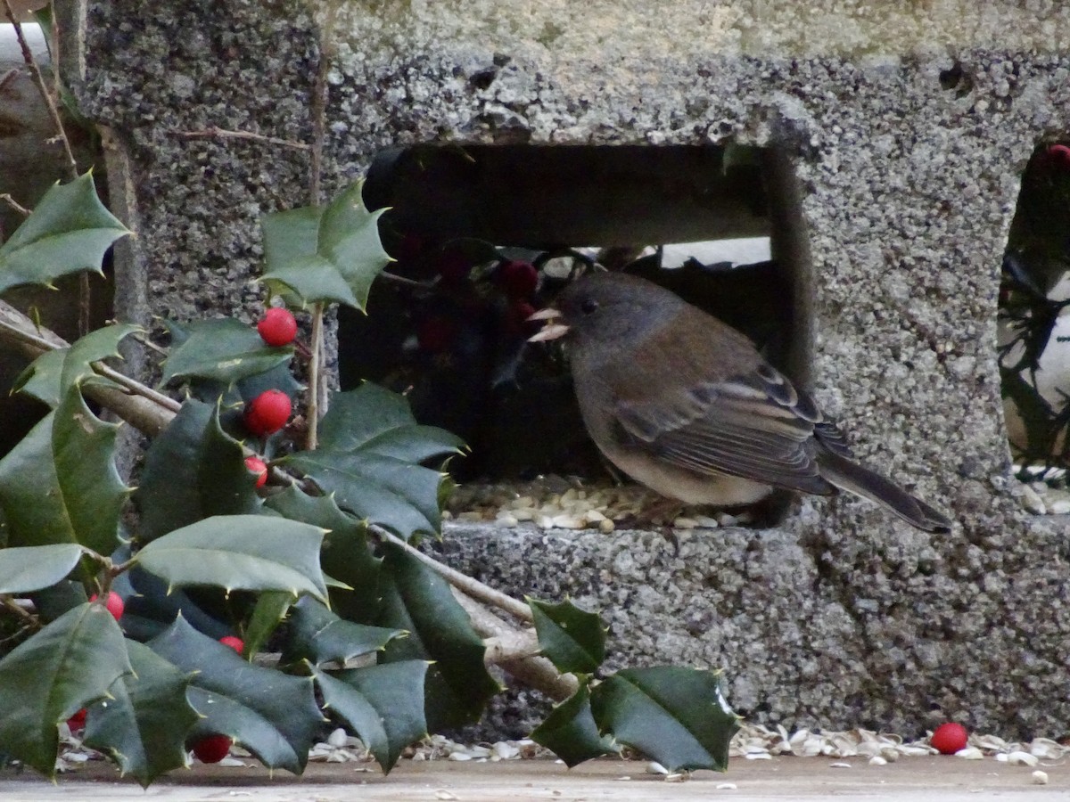 strnadec zimní - ML646788015