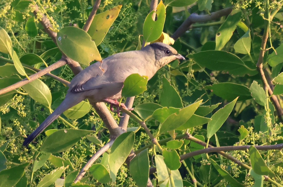 Hypocolius - ML646788018