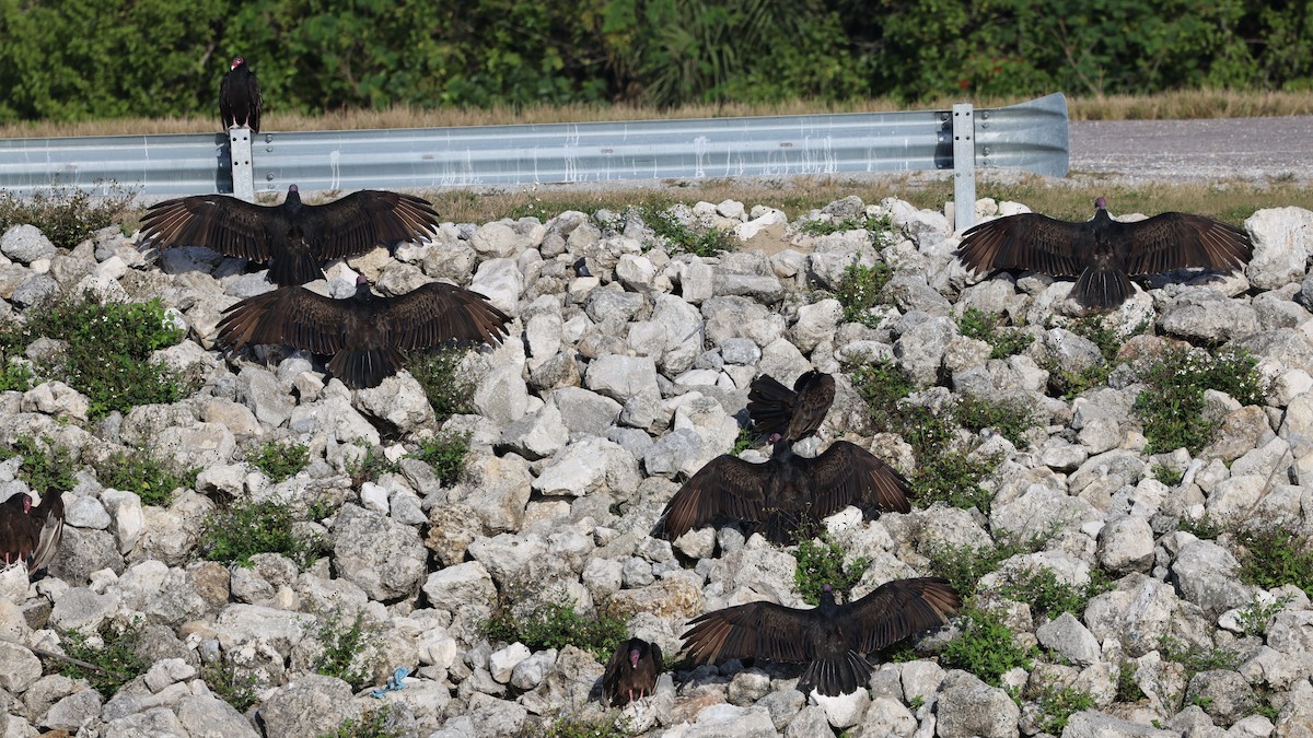 Turkey Vulture - ML646788021