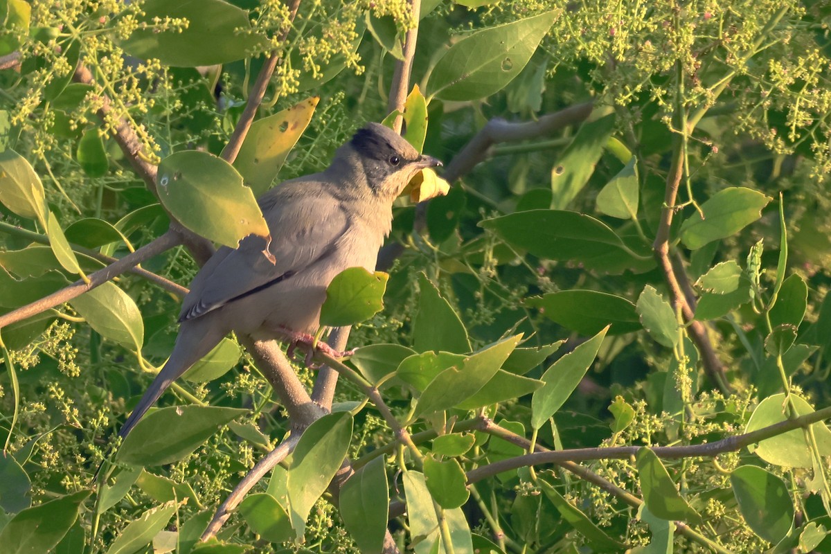 Омельгушка - ML646788022