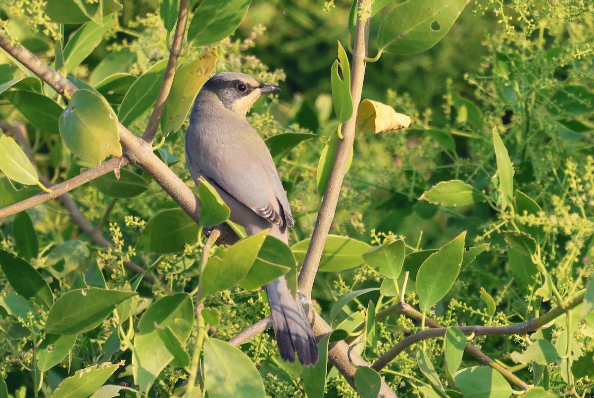 Омельгушка - ML646788023