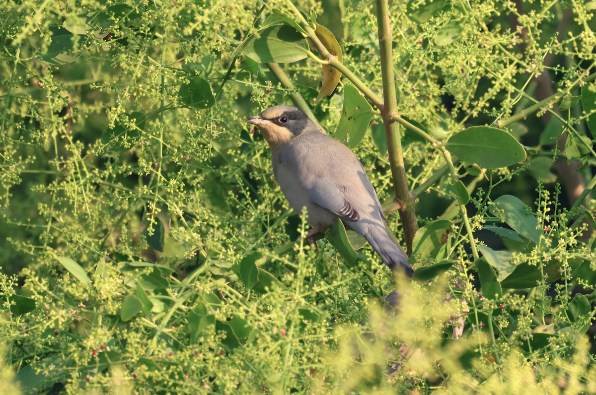 Омельгушка - ML646788024