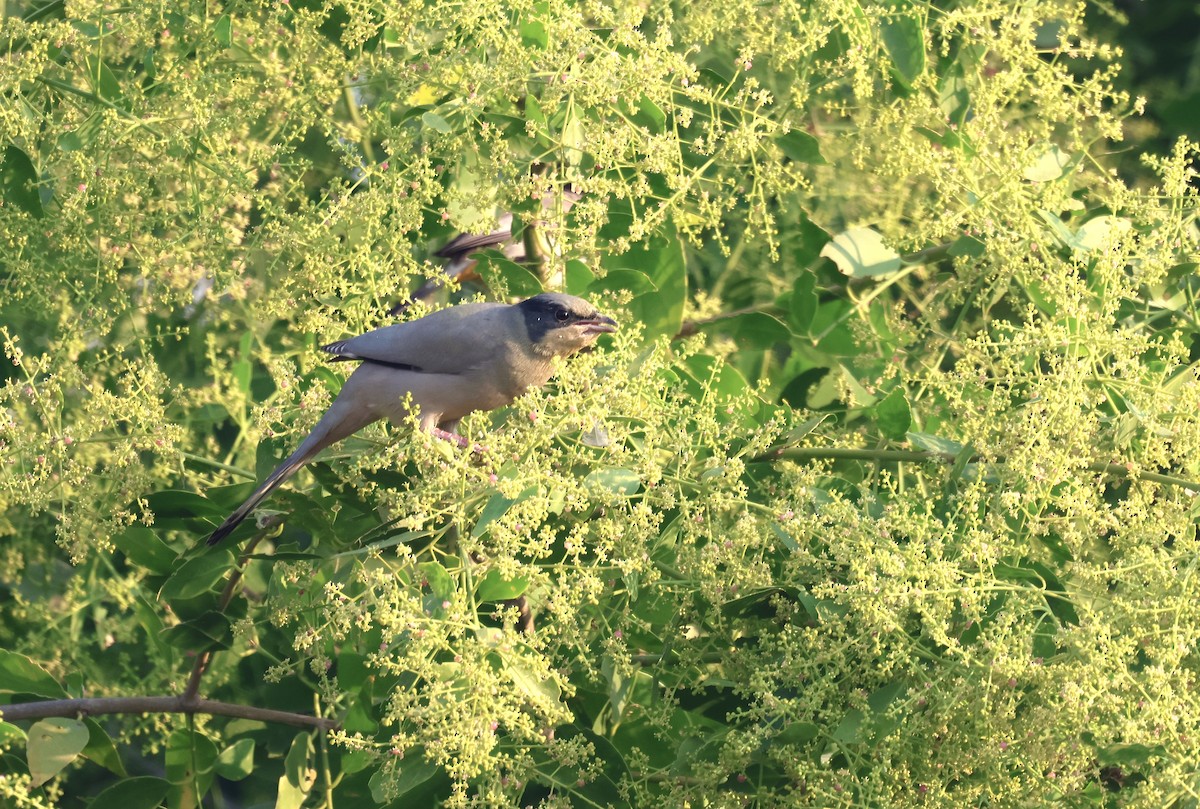 Hypocolius - ML646788031