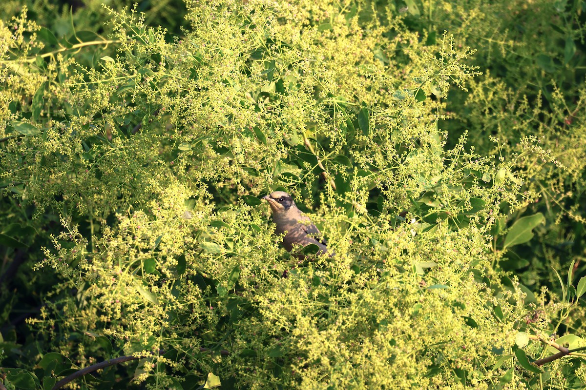 Hypocolius - ML646788032