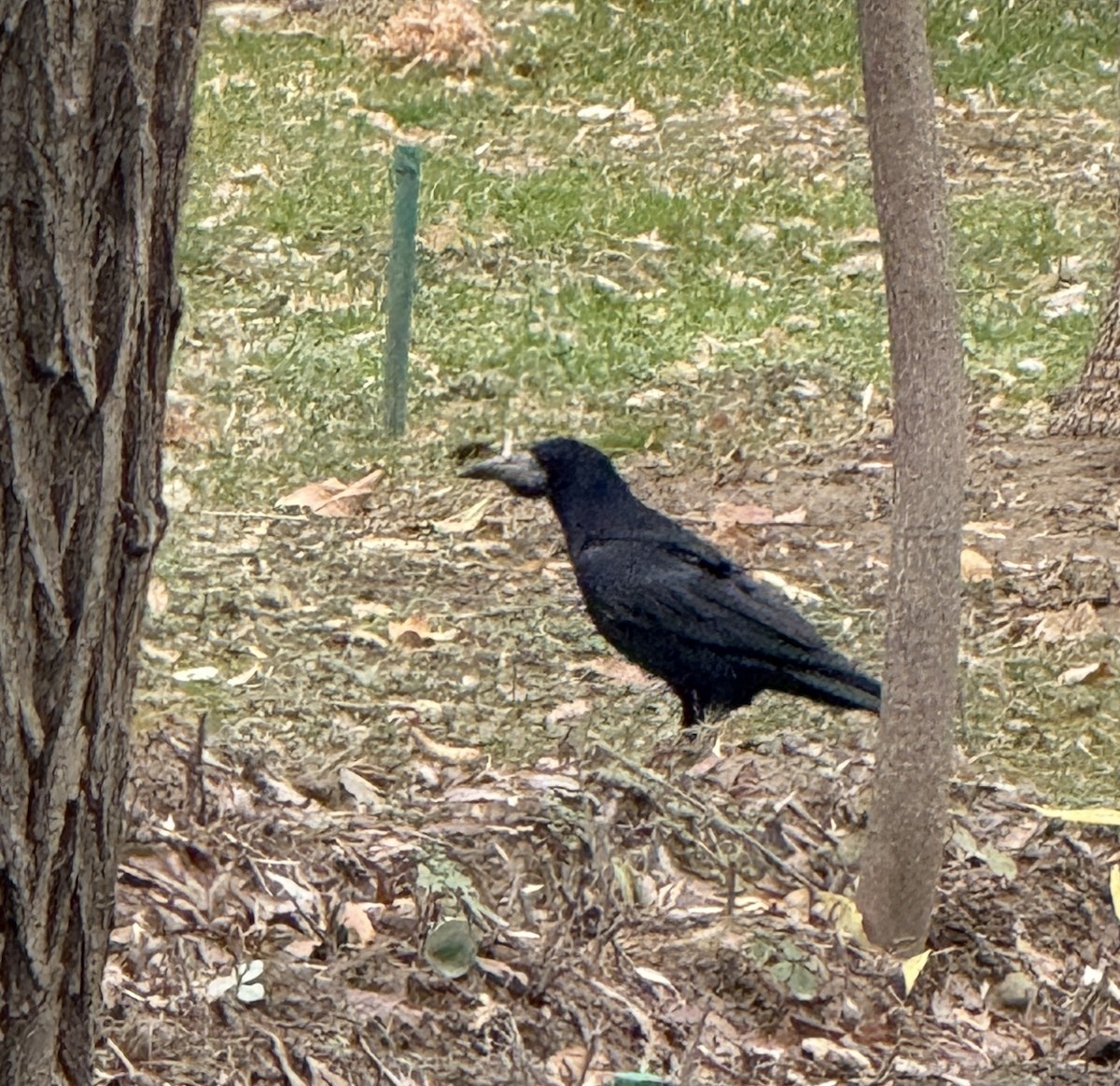 Ekin Kargası - ML646788034