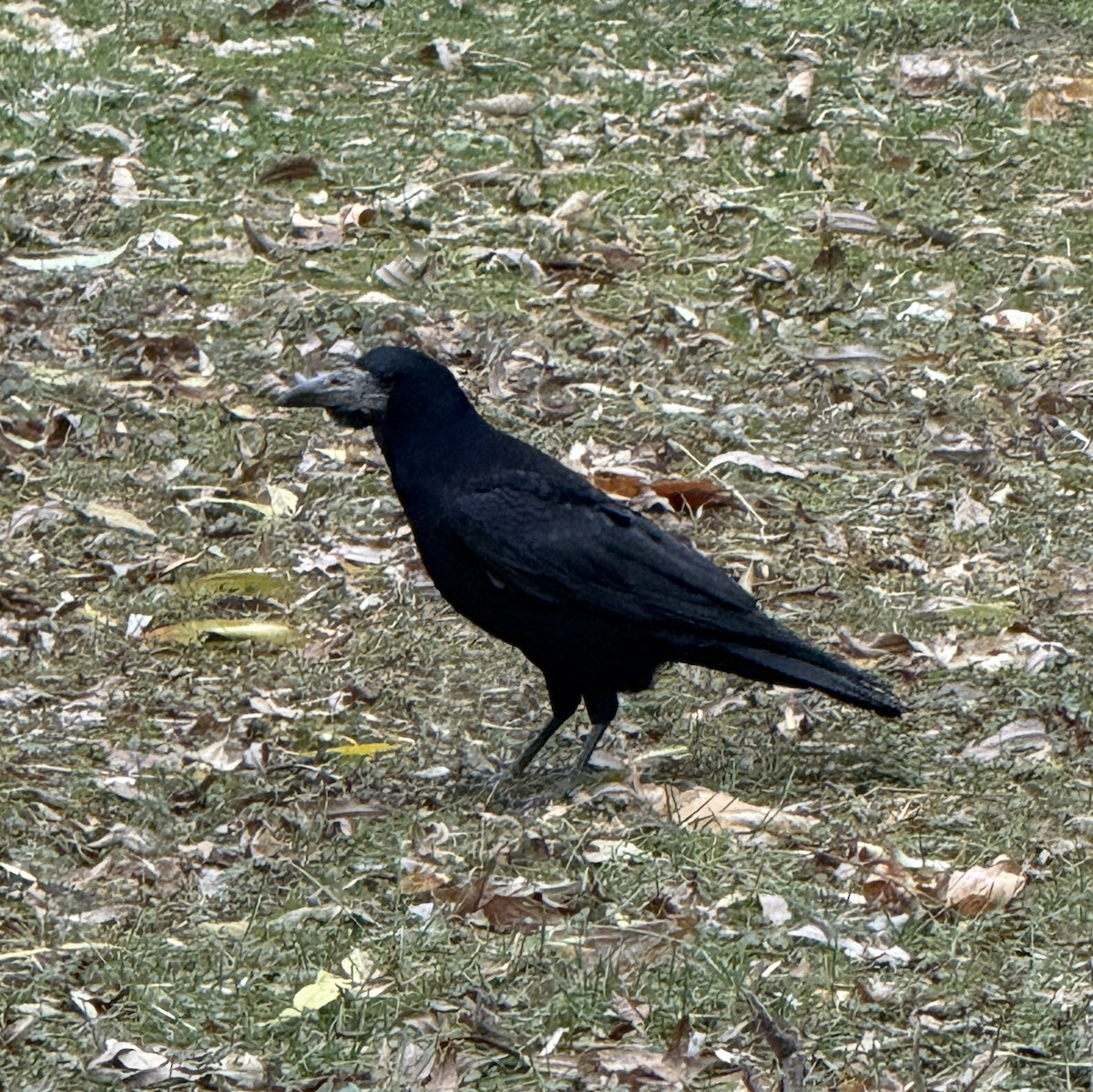 Ekin Kargası - ML646788035