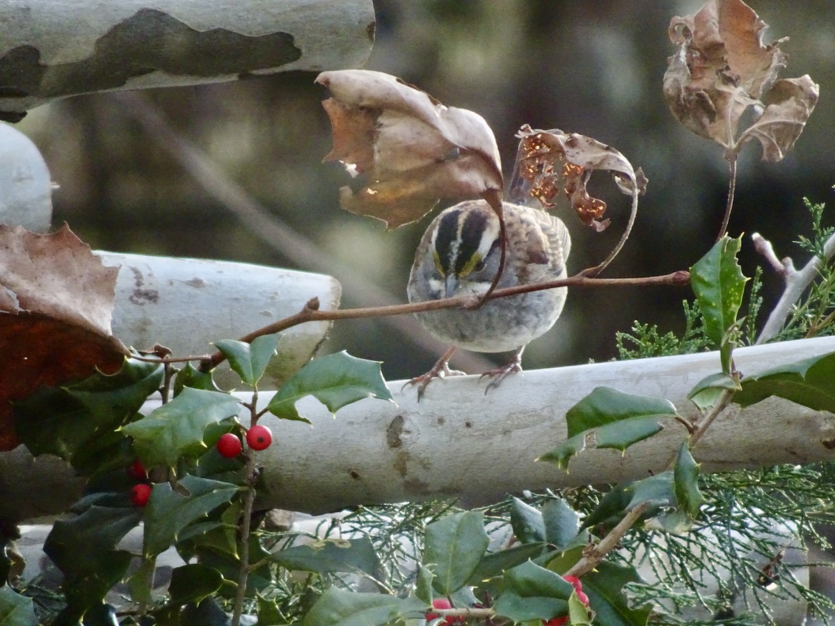 strnadec bělohrdlý - ML646788037