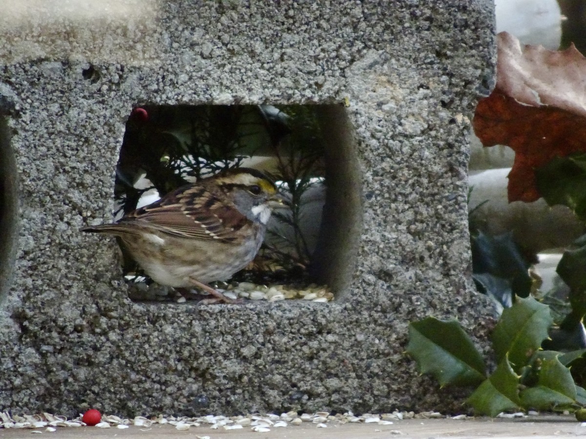 strnadec bělohrdlý - ML646788038