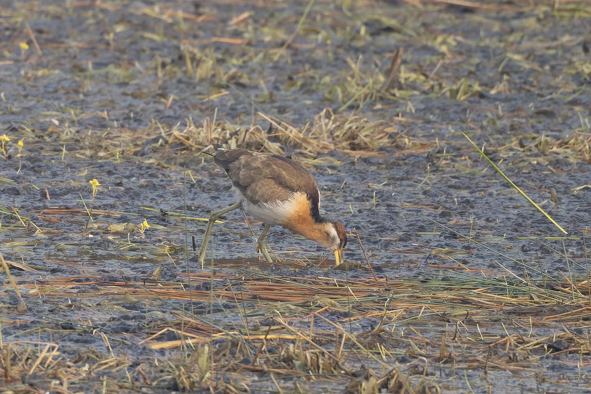 Bronze-winged Jacana - ML646788039