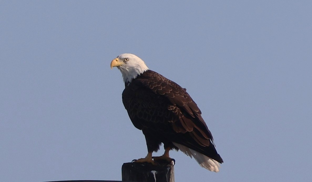 Bald Eagle - ML646788041