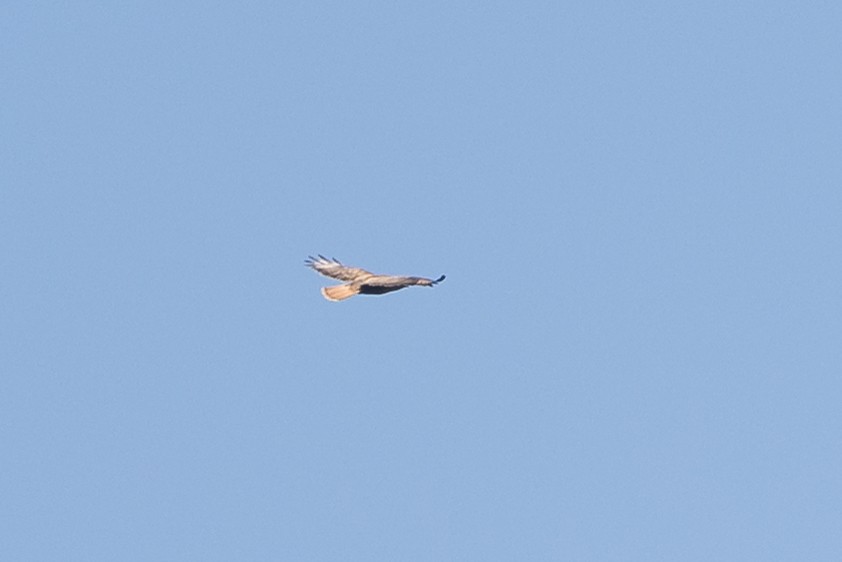 Busardo Ratonero - ML646788046