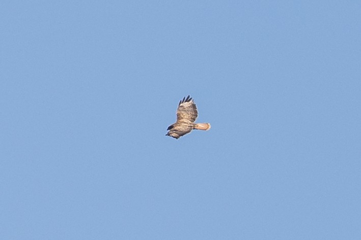 Busardo Ratonero - ML646788048