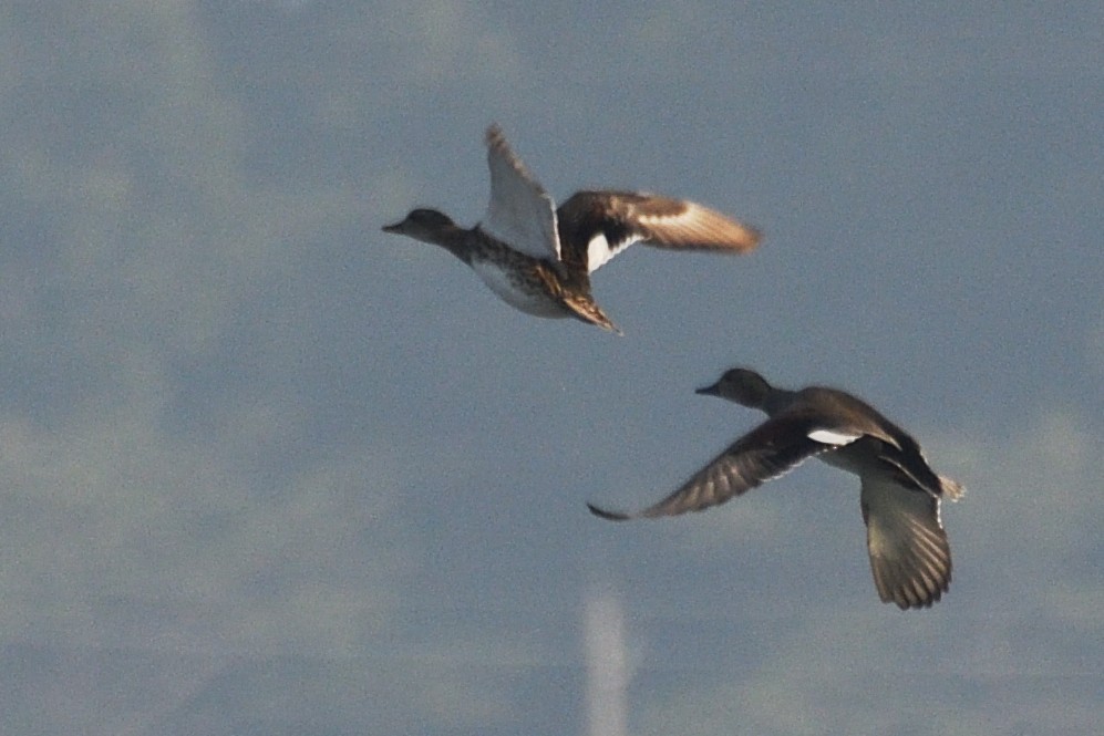 Нерозень - ML646788050