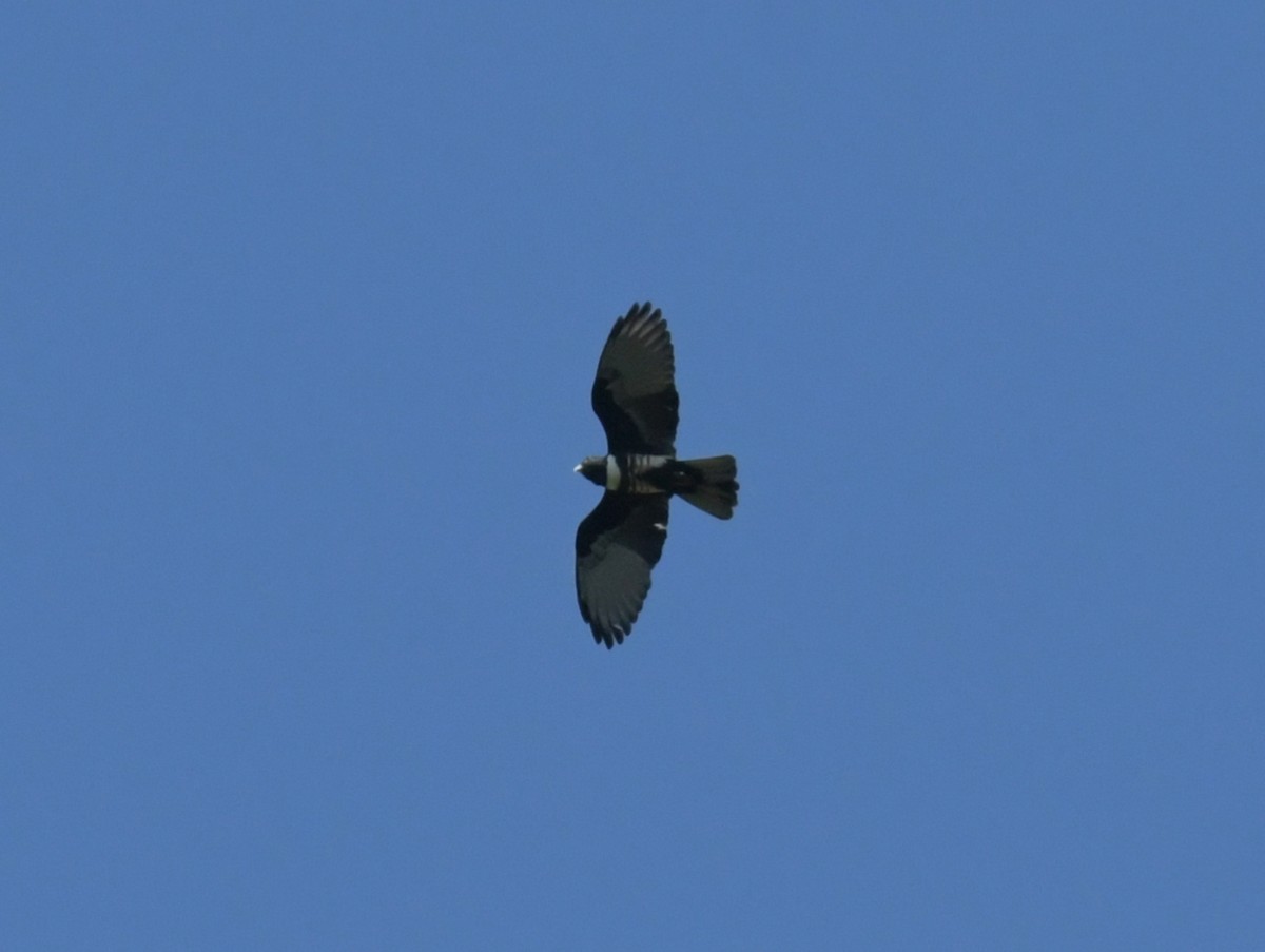 Шуляк чорний - ML646788051