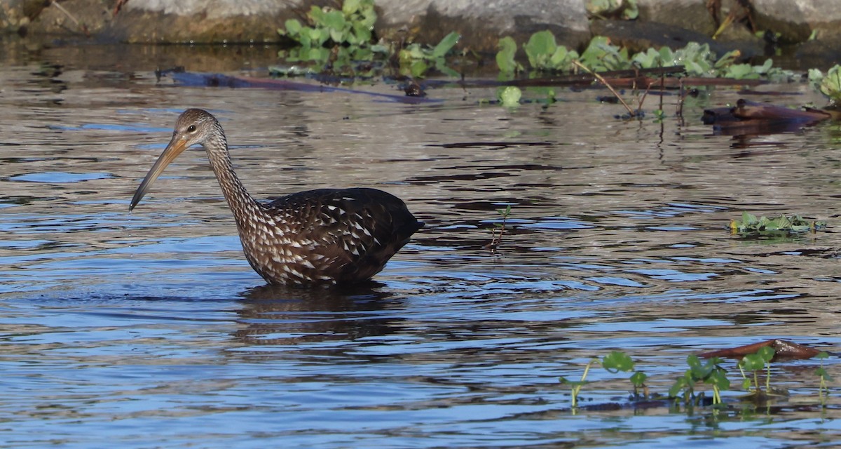Limpkin - ML646788054