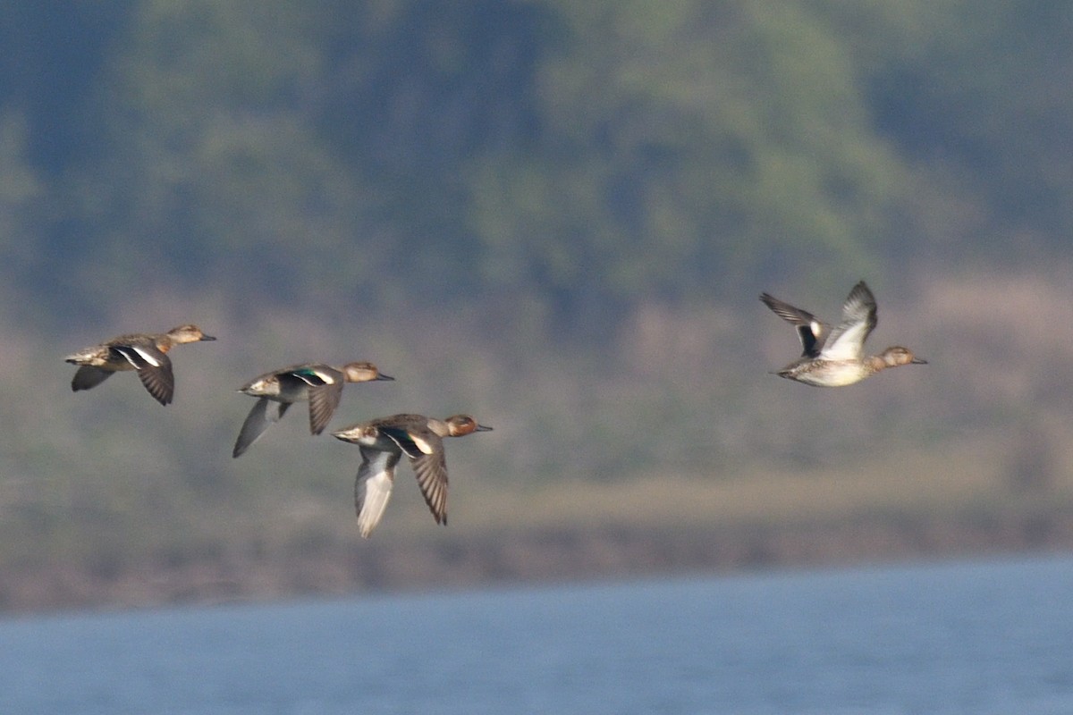 Чирянка мала - ML646788057