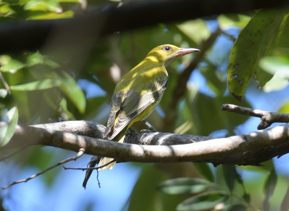 Вивільга чорноголова - ML646788058