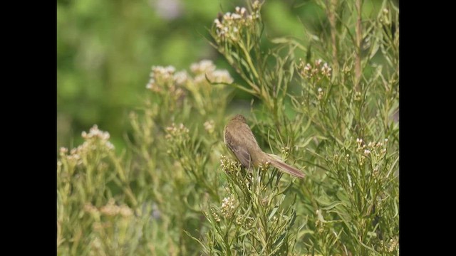 Ticking Doradito - ML646788059