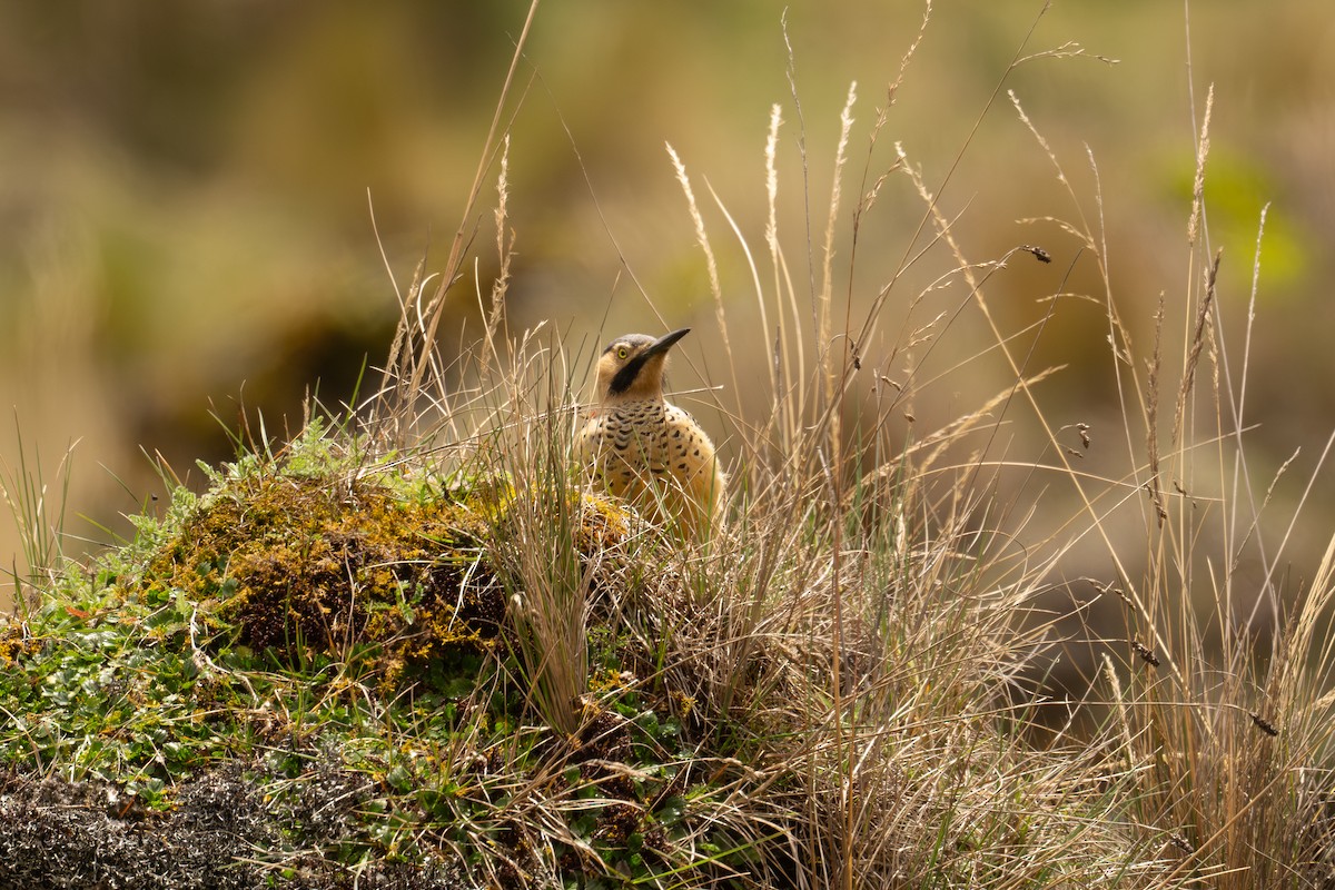 And Ağaçkakanı - ML646788061