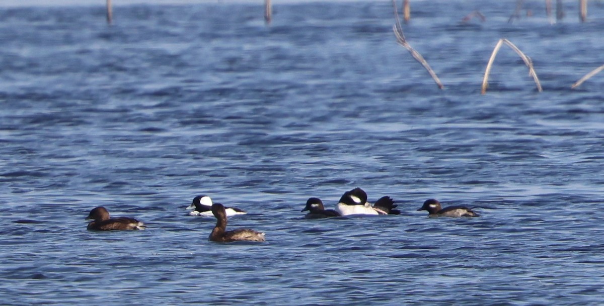 Bufflehead - ML646788069